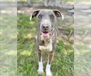 American Pit Bull Terrier-Unknown Mix Dogs for adoption in Conroe, TX, USA