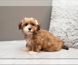 Havanese Puppy for sale in NORTH LAWRENCE, OH, USA