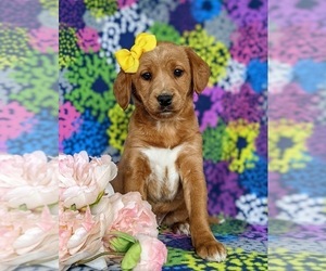 Labradoodle-Poodle (Miniature) Mix Puppy for sale in KIRKWOOD, PA, USA