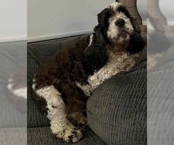 Medium Photo #4 Cocker Spaniel Puppy For Sale in Westminster, MD, USA