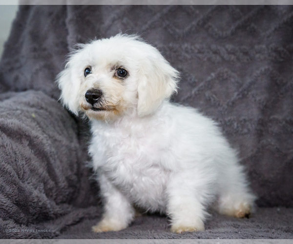 Medium Photo #11 Bichon Frise Puppy For Sale in WAKARUSA, IN, USA