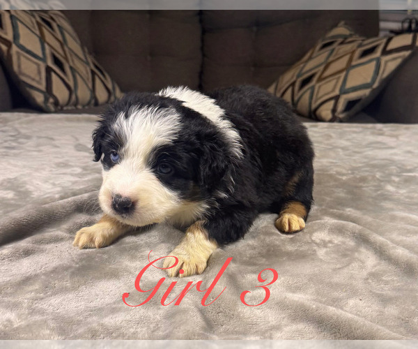 Medium Photo #77 Australian Shepherd Puppy For Sale in SALISBURY, NC, USA