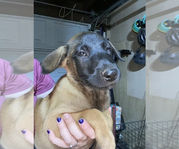 Medium Photo #11 Belgian Malinois Puppy For Sale in IMPERIAL BEACH, CA, USA