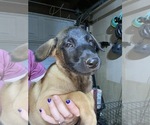 Small Photo #11 Belgian Malinois Puppy For Sale in IMPERIAL BEACH, CA, USA