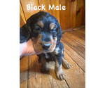 Puppy Black Collar Gordon Setter