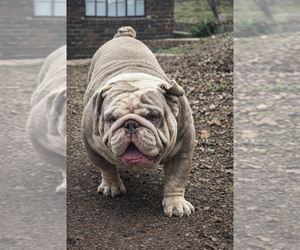 Father of the Olde English Bulldogge puppies born on 06/08/2026