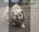 Small Photo #1 Olde English Bulldogge Puppy For Sale in ADAMSVILLE, AL, USA