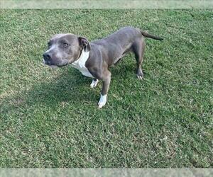 American Pit Bull Terrier Dogs for adoption in Grovetown, GA, USA