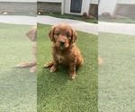 Small Photo #2 Goldendoodle Puppy For Sale in ELYRIA, OH, USA