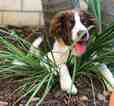 Small Photo #4 Australian Shepherd Puppy For Sale in NATIONAL CITY, CA, USA