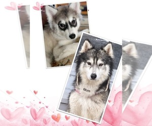 Mother of the Siberian Husky puppies born on 02/19/2023