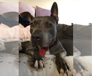 Keisy - Female American Bulldog-American Staffordshire Terrier Mix Dog for Adoption - Photo #5