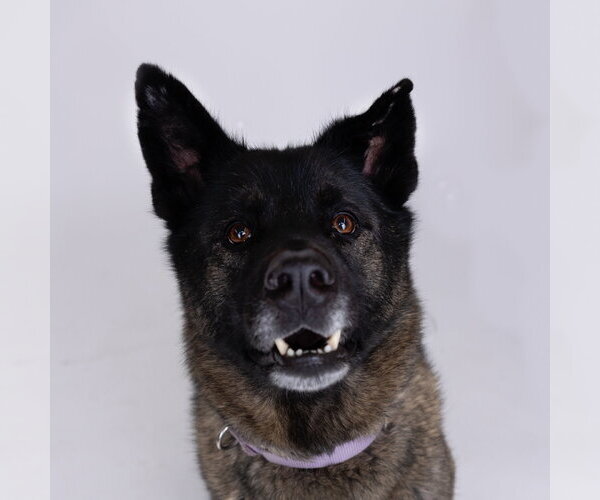 Medium Photo #12 Siberian Husky-Unknown Mix Puppy For Sale in Fargo, ND, USA