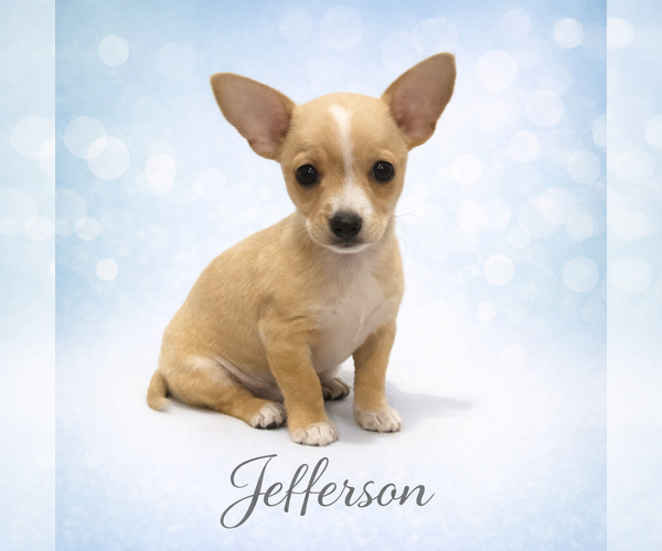 Medium Photo #1 Chihuahua Puppy For Sale in Menifee, CA, USA