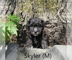 Small Photo #1 Poochon Puppy For Sale in LE MARS, IA, USA