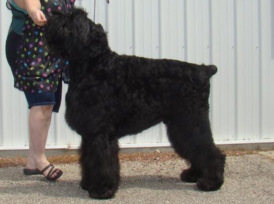 Medium Photo #1 Black Russian Terrier Puppy For Sale in MINOCQUA, WI, USA