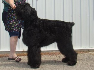 Father of the Black Russian Terrier puppies born on 06/24/2017