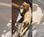 Small #11 American Pit Bull Terrier-Bulldog Mix