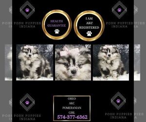Pomeranian Puppy for sale in WARSAW, IN, USA