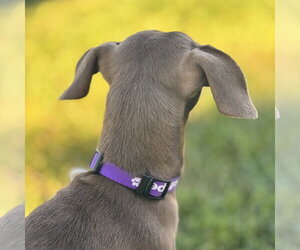 *Hazel Green - Female Italian Greyhuahua Dog for Adoption - Photo #4