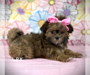 Shorkie Tzu Puppy for sale in WINNSBORO, LA, USA