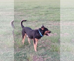 Orville - Male German Shepherd Dog-Unknown Mix Dog for Adoption - Photo #3