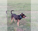 Small Photo #3 German Shepherd Dog-Unknown Mix Puppy For Sale in The Woodlands, TX, USA