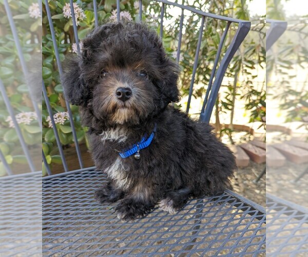 Medium Photo #5 Maltese-Poodle (Toy) Mix Puppy For Sale in TEMECULA, CA, USA