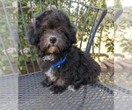 Small Photo #5 Maltese-Poodle (Toy) Mix Puppy For Sale in TEMECULA, CA, USA