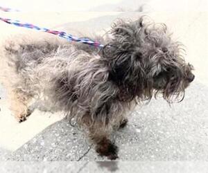 - Mix Dogs for adoption in Houston, TX, USA