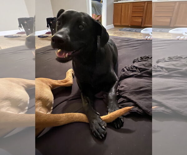 Medium Photo #3 Labrador Retriever Puppy For Sale in Chandler, AZ, USA
