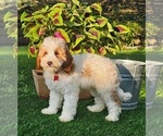 Image preview for Ad Listing. Nickname: Barron mini