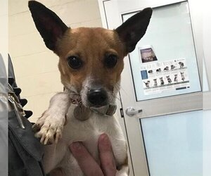 Toy Fox Terrier-Unknown Mix Dogs for adoption in Grand Prairie, TX, USA