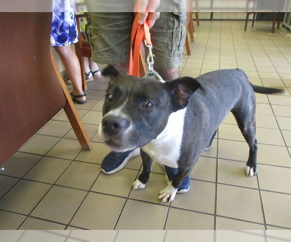 Medium Photo #1 Staffordshire Bull Terrier Puppy For Sale in Ocala, FL, USA