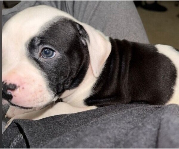 Medium Photo #2 American Bulldog Puppy For Sale in INDEPENDENCE, MO, USA