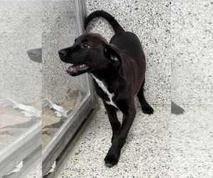 Labbe Dogs for adoption in Mechanicsburg, PA, USA