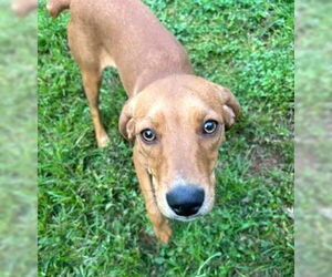 Mutt Dogs for adoption in Rockaway, NJ, USA