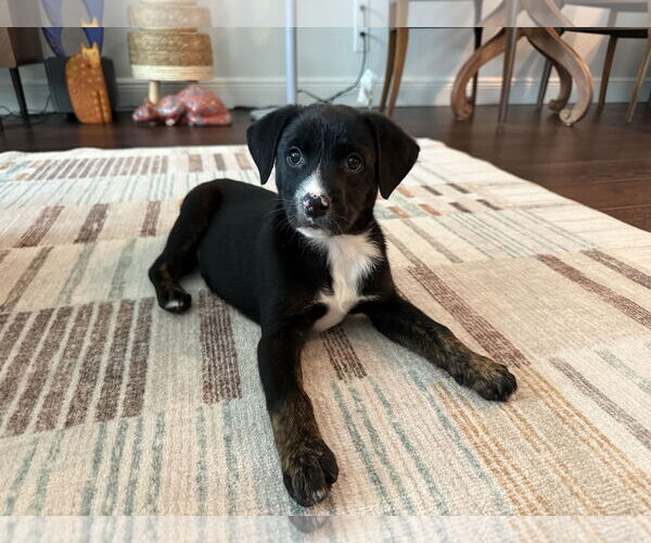 Medium Photo #1 Mutt Puppy For Sale in Royal Palm Beach, FL, USA