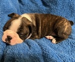 Small #5 Boston Terrier