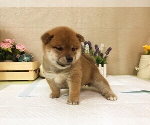 Shiba Inu Puppy for sale in SAN FRANCISCO, CA, USA