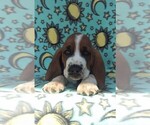 Small Photo #6 Basset Hound Puppy For Sale in LANCASTER, PA, USA