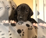 Small Photo #5 Great Dane Puppy For Sale in COLLINSVILLE, OK, USA