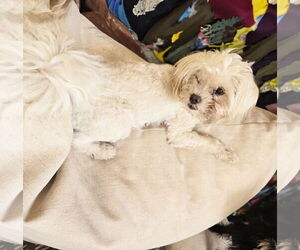 Maltese Dogs for adoption in Albuquerque, NM, USA