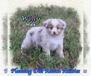 German Shepherd Dog Puppy for sale in FORESTBURG, TX, USA