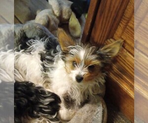 Yorkshire Terrier Puppy for sale in JAMAICA, IA, USA