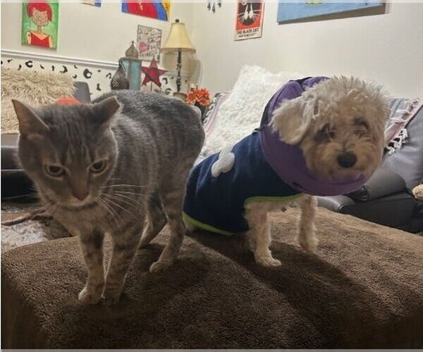 Medium Photo #2 Poodle (Miniature) Puppy For Sale in Lakewood, CO, USA