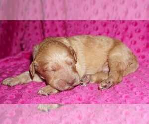 Labradoodle Puppy for sale in LA HABRA, CA, USA