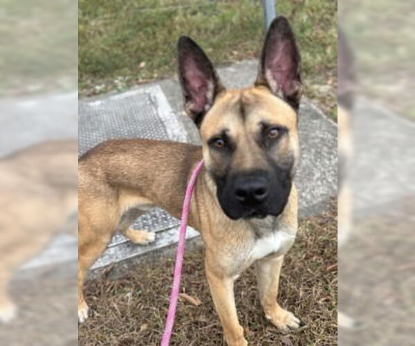 Medium Photo #7 Mutt Puppy For Sale in Glen Allen, VA, USA