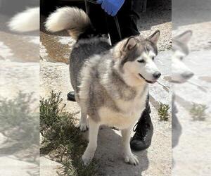 Alaskan Malamute Dogs for adoption in Fallbrook, CA, USA