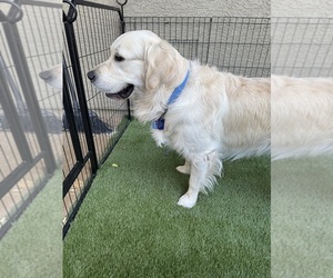 Father of the English Cream Golden Retriever puppies born on 04/30/2026